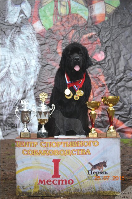 Фото: ньюфаундленд Акватория Келвин Тим Спирит