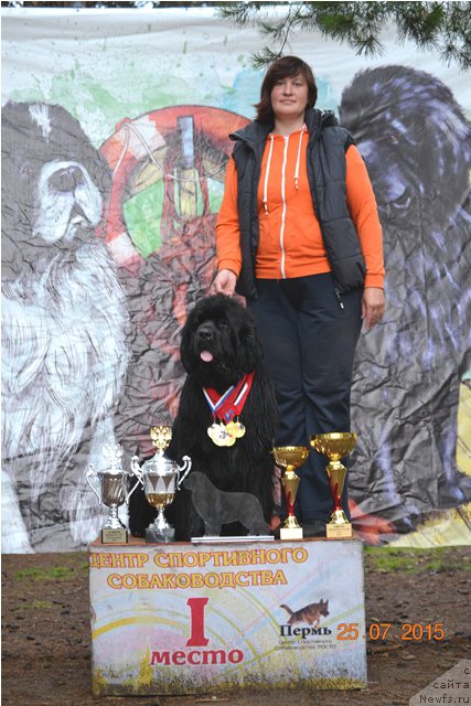 Фото: ньюфаундленд Акватория Келвин Тим Спирит, Ирина Назарова