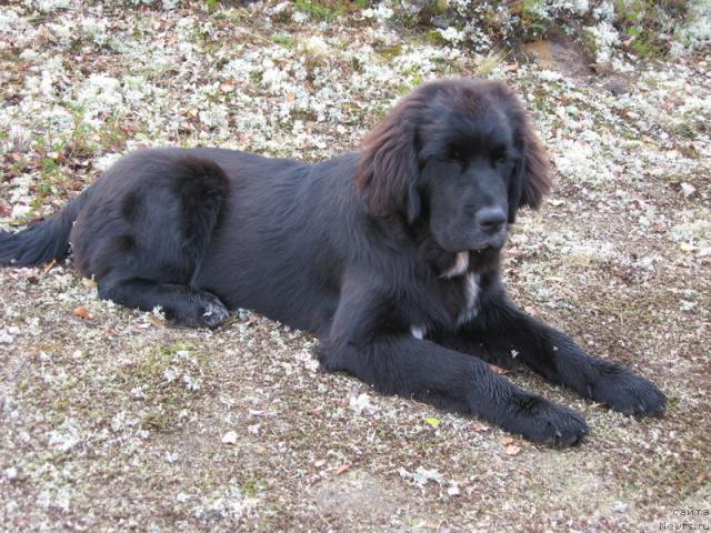 Фото: ньюфаундленд Сент Джонс Пенелопа Крус