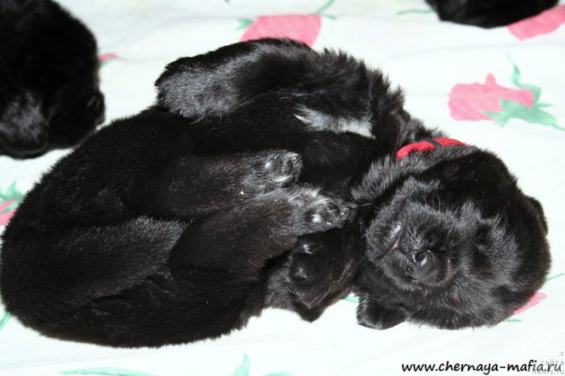 Фото: ньюфаундленд Черная Мафия Асе ин тхе Холе (Chernaya Mafia Ace in the Hole)