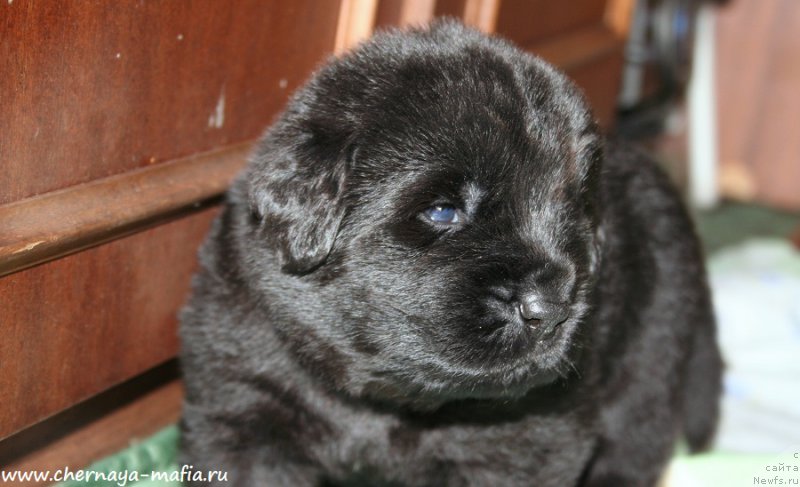 Фото: ньюфаундленд Черная Мафия Алл Ригхтс Ресервед (Chernaya Mafia Аll Rights Reserved)