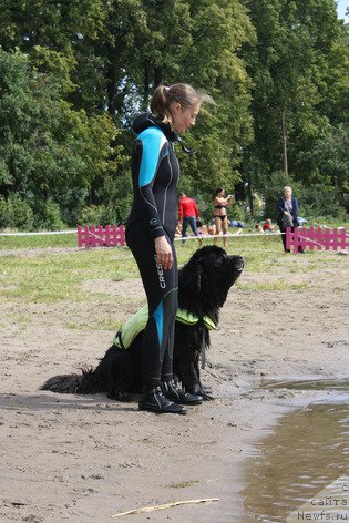 Фото: ньюфаундленд Смигар Жезелла де ля Розе, Ксения Дудина
