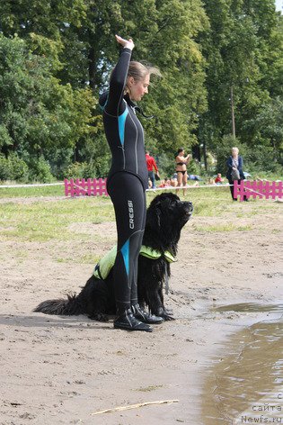 Фото: ньюфаундленд Смигар Жезелла де ля Розе, Ксения Дудина