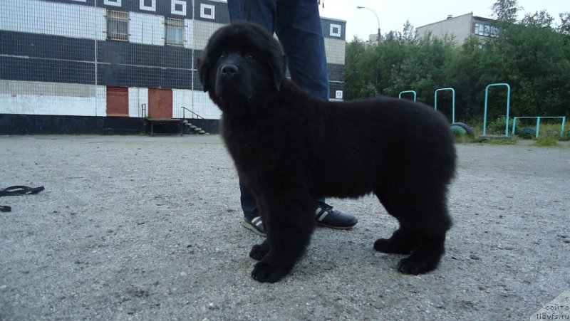 Фото: ньюфаундленд Ньюфорт Ее Величество Виктория