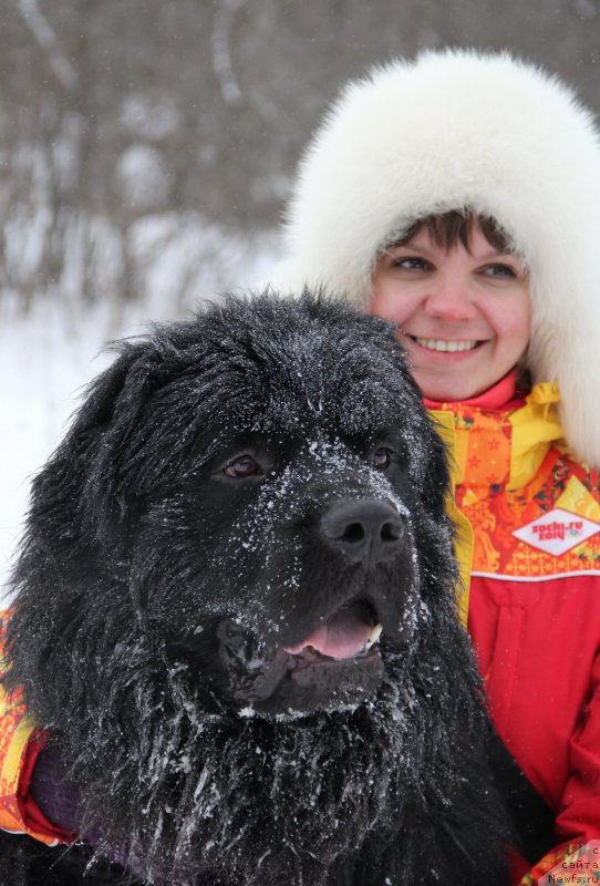 Фото: ньюфаундленд Львиное Сердце, Галина Россошанская