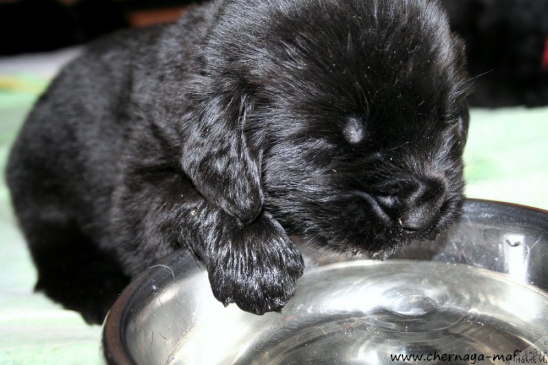 Фото: ньюфаундленд Черная Мафия Абове анд Беуонд (Chernaya Mafia Above and Beyond)