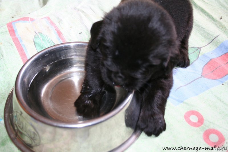 Фото: ньюфаундленд Черная Мафия Абове анд Беуонд (Chernaya Mafia Above and Beyond)