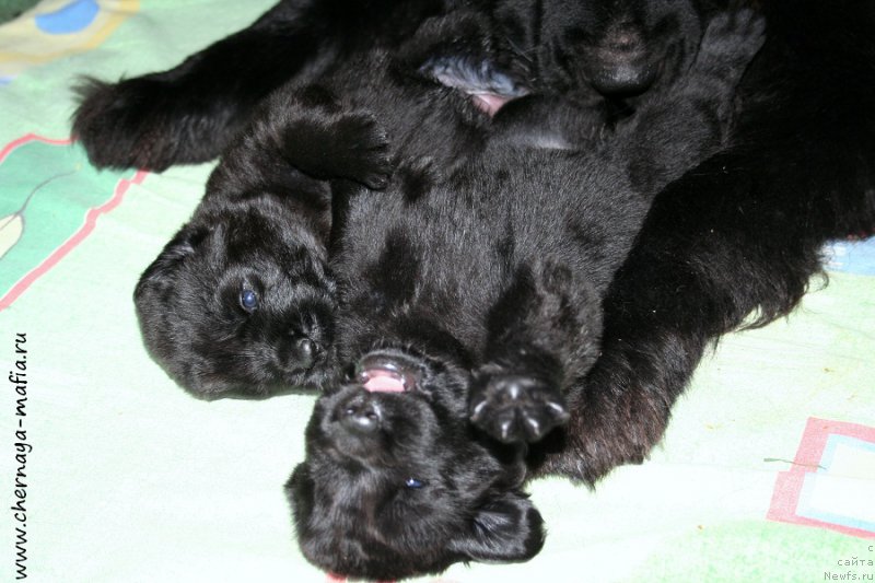 Фото: ньюфаундленд Черная Мафия Алл Ригхтс Ресервед (Chernaya Mafia Аll Rights Reserved), ньюфаундленд Черная Мафия А Кинд оф Магик (Chernaya Mafia А Kind of Magic)