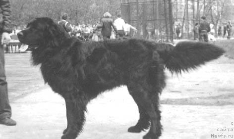 Фото: ньюфаундленд Зальдар