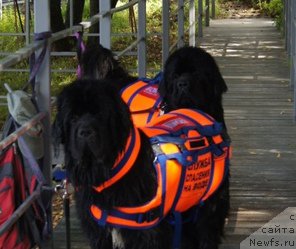 Фото: ньюфаундленд Белкондер-Клаб Угли-Бугли (Belkonder-Club Ugli-Boogli), ньюфаундленд Бегущая по Волнам Фогет Ми Нот