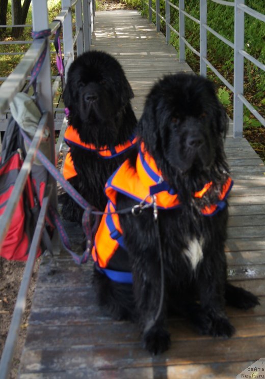 Фото: ньюфаундленд Бегущая по Волнам Фогет Ми Нот, ньюфаундленд Белкондер-Клаб Угли-Бугли (Belkonder-Club Ugli-Boogli)