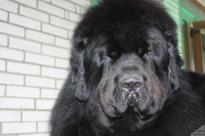 Фото: ньюфаундленд Look At Your Self Mister Newf