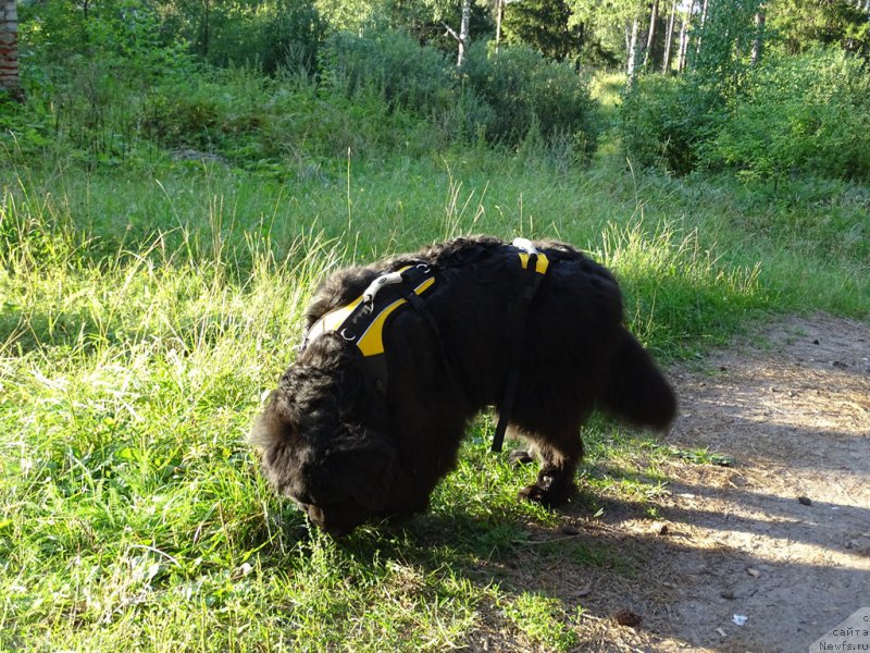 Фото: ньюфаундленд Лесная Сказка Лунная Соната