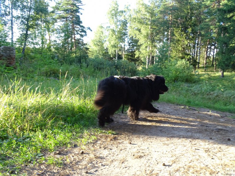 Фото: ньюфаундленд Лесная Сказка Лунная Соната
