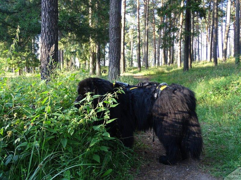 Фотография № 188446