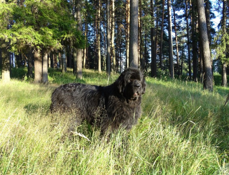 Фото: ньюфаундленд Акин Соул София