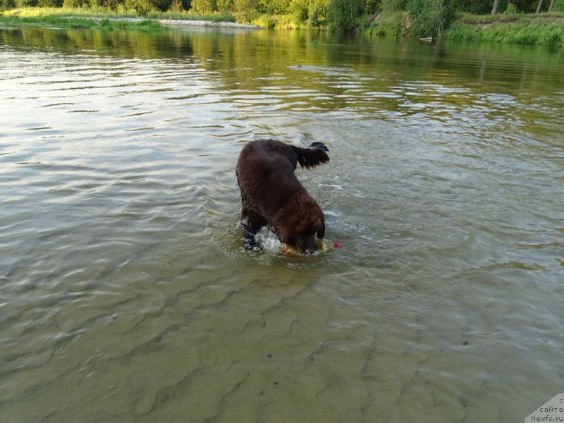Фото: ньюфаундленд Ньюфорт Вивиан
