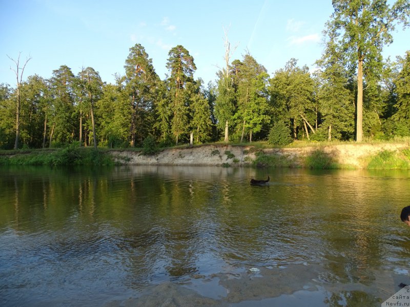 Фото: ньюфаундленд Ньюфорт Вивиан