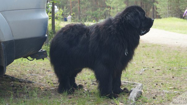 Фото: ньюфаундленд Блек Гениус Бриллиант