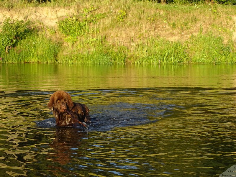 Фото: ньюфаундленд Ньюфорт Вивиан