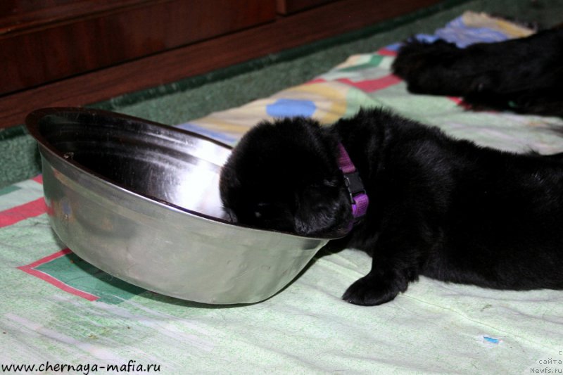 Фото: ньюфаундленд Черная Мафия А Кинд оф Магик (Chernaya Mafia А Kind of Magic)