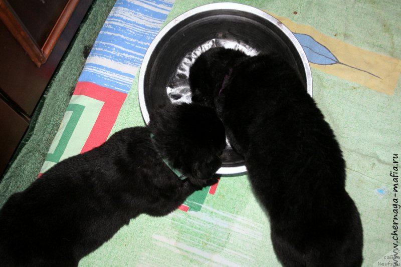 Фото: ньюфаундленд Черная Мафия Абове анд Беуонд (Chernaya Mafia Above and Beyond), ньюфаундленд Черная Мафия Ангел Амонг Ус (Chernaya Mafia Аngel Among Us)