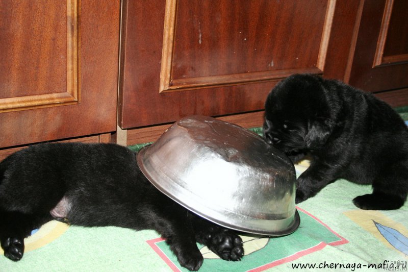 Фото: ньюфаундленд Черная Мафия Абове анд Беуонд (Chernaya Mafia Above and Beyond), ньюфаундленд Черная Мафия Ангел Амонг Ус (Chernaya Mafia Аngel Among Us)