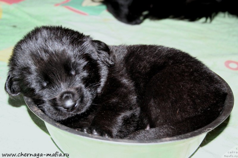 Фотография № 188474