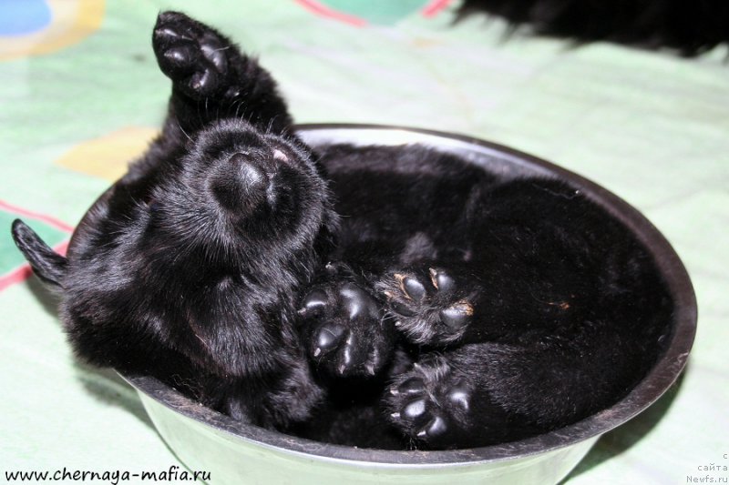 Фотография № 188475