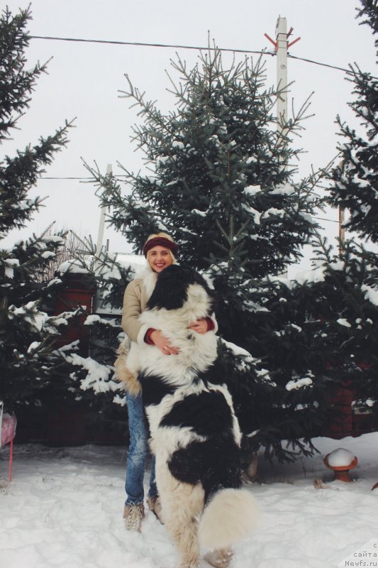 Фото: ньюфаундленд Адонис от Сибирского Медведя