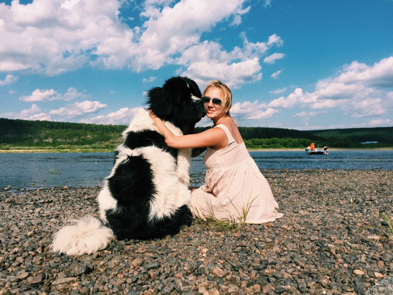 Фото: ньюфаундленд Адонис от Сибирского Медведя