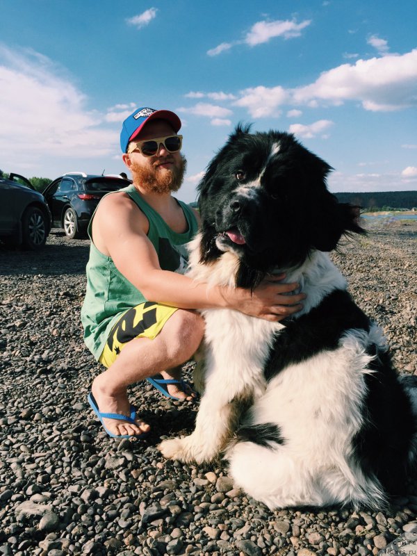 Фото: ньюфаундленд Адонис от Сибирского Медведя