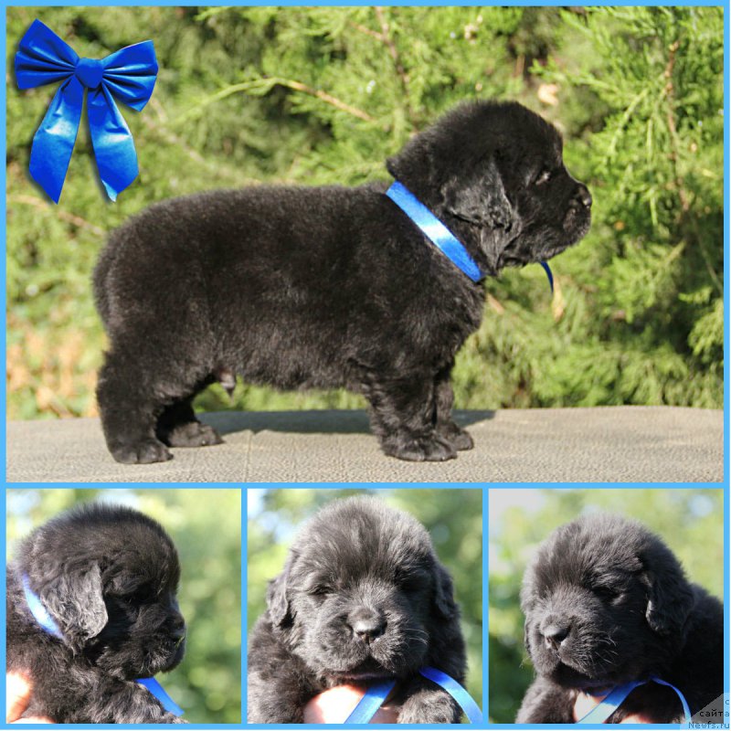 Фото: ньюфаундленд Жюстин с Берега Дона (Zhustin s Berega Dona)