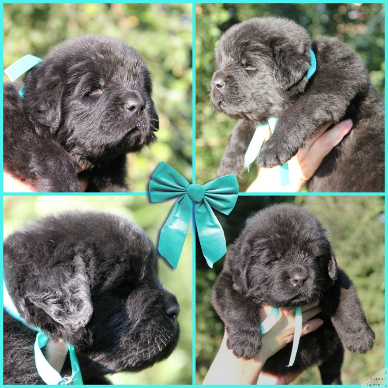 Фото: ньюфаундленд Жан-Жак с Берега Дона (Zhan-Zhak s Berega Dona)