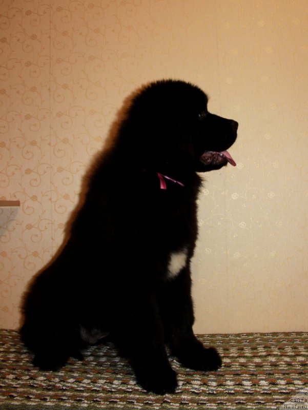 Фото: ньюфаундленд Патриция от Ласкового Дельфина (Patricia ot Laskovogo Delphina)