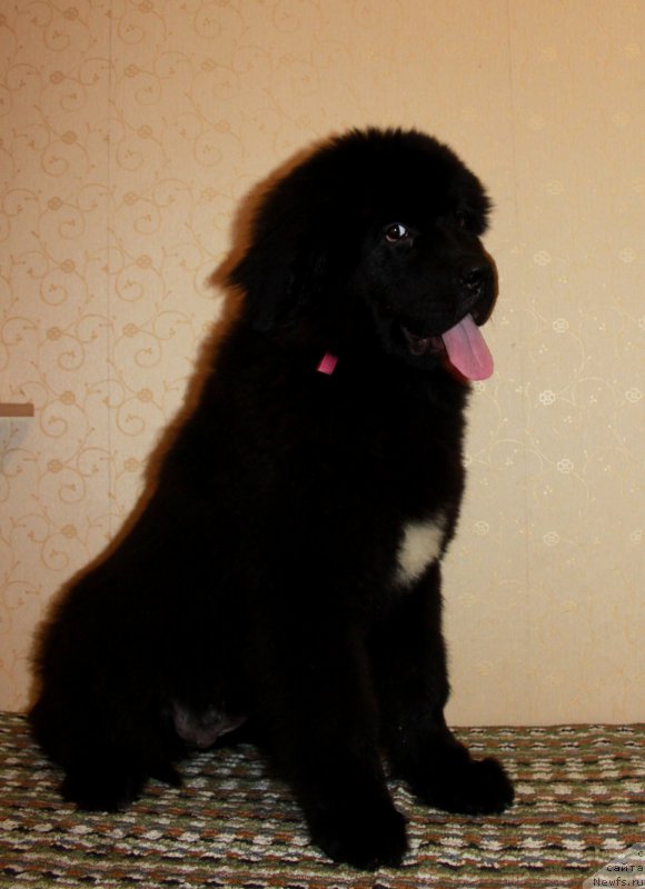 Фото: ньюфаундленд Патриция от Ласкового Дельфина (Patricia ot Laskovogo Delphina)