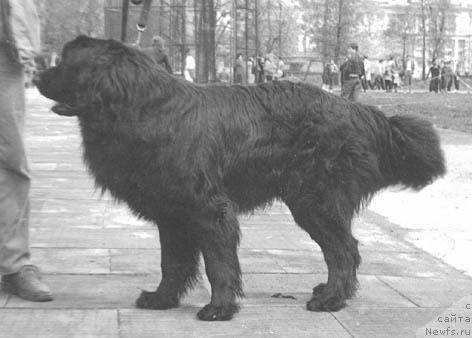 Фото: ньюфаундленд Зелос