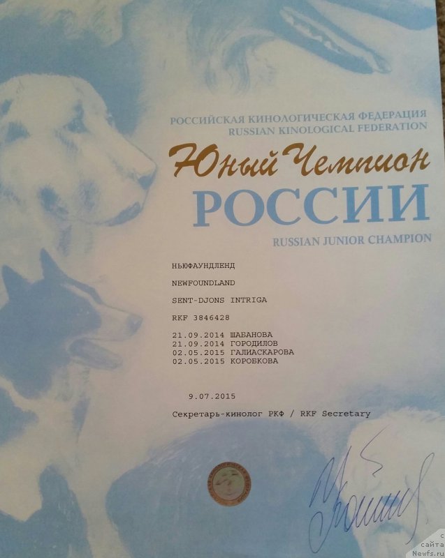 Фото: ньюфаундленд Сент Джонс Интрига