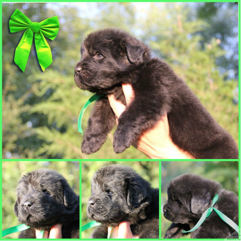 Фото: ньюфаундленд Жермен с Берега Дона (Zhermen s Berega Dona)