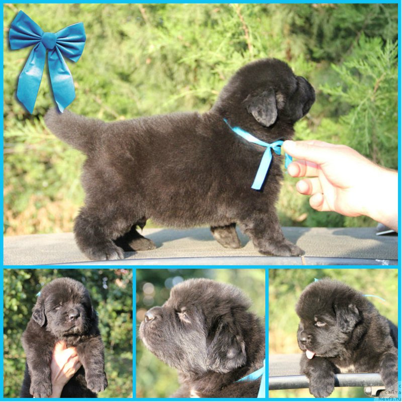 Фото: ньюфаундленд Жерар с Берега Дона (Zherar s Berega Dona)