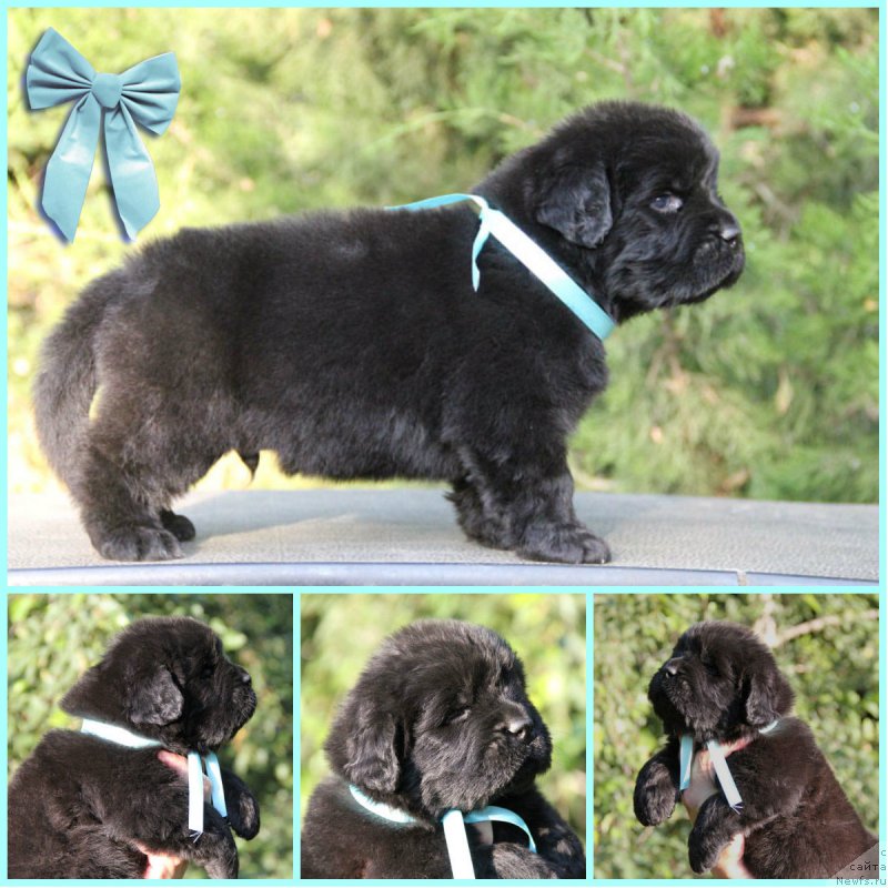 Фото: ньюфаундленд Жорж с Берега Дона (Zhorzh s Berega Dona)