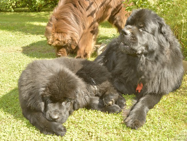 Фото: ньюфаундленд Акватория Келвин Кадриль (Aquatoriya Kelvin Kadril), ньюфаундленд I Follow The Sun de L'Etoile de Cyrice, ньюфаундленд Смигар Юнгфрау Юлиана (Smigar Yungfrau Yuliana)