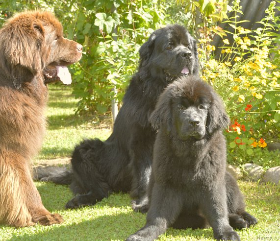 Фото: ньюфаундленд Акватория Келвин Кадриль (Aquatoriya Kelvin Kadril), ньюфаундленд I Follow The Sun de L'Etoile de Cyrice, ньюфаундленд Смигар Юнгфрау Юлиана (Smigar Yungfrau Yuliana)