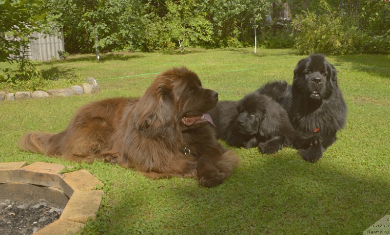 Фото: ньюфаундленд Акватория Келвин Кадриль (Aquatoriya Kelvin Kadril), ньюфаундленд I Follow The Sun de L'Etoile de Cyrice, ньюфаундленд Смигар Юнгфрау Юлиана (Smigar Yungfrau Yuliana)