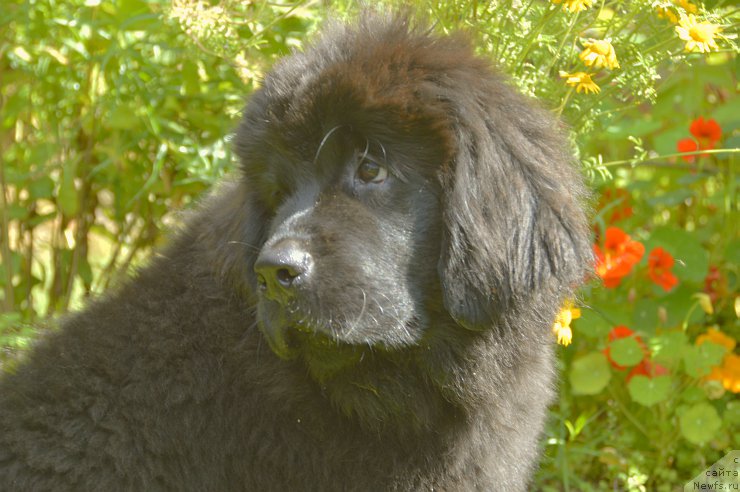 Фото: ньюфаундленд Смигар Юнгфрау Юлиана (Smigar Yungfrau Yuliana)