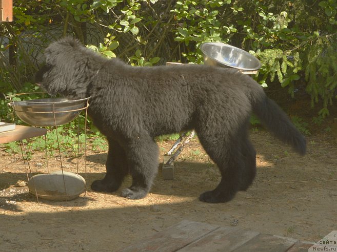 Фото: ньюфаундленд Смигар Юнгфрау Юлиана (Smigar Yungfrau Yuliana)
