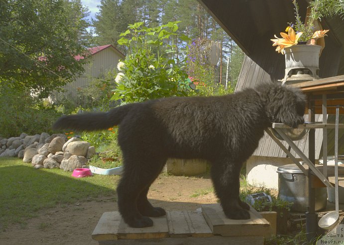 Фото: ньюфаундленд Смигар Юнгфрау Юлиана (Smigar Yungfrau Yuliana)