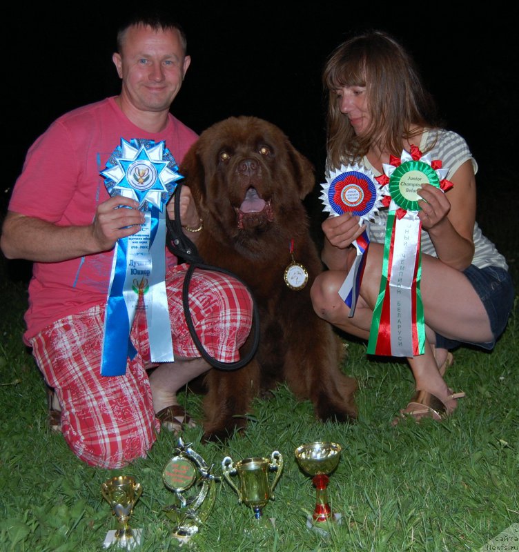 Фото: ньюфаундленд Браунблад МСК Хаиес Хаго (Brownblood MSK Hayes Hago)