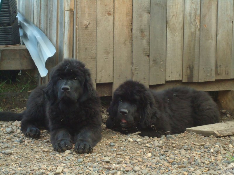 Фотография № 188529