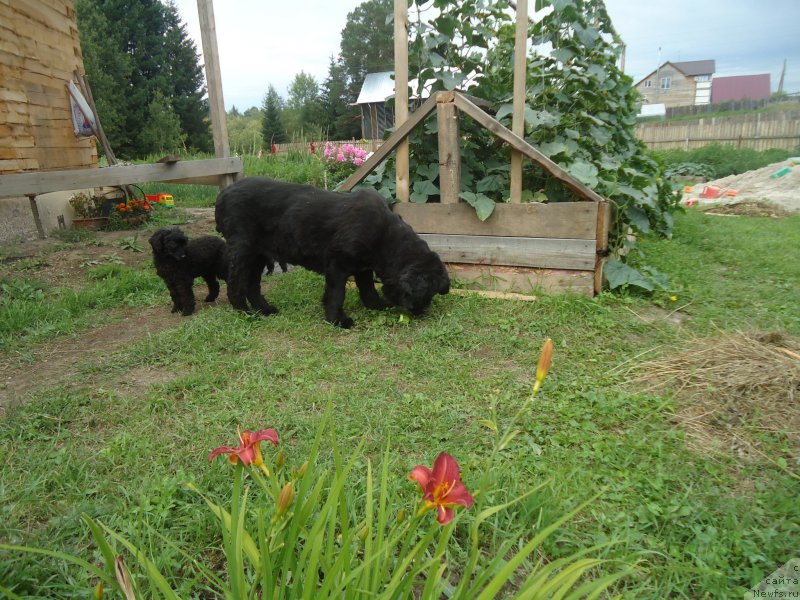 Фотография № 188535